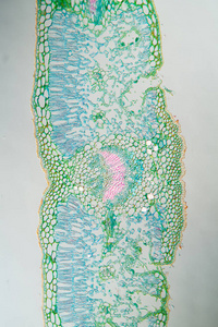 植物 显微镜检查 检查 组织 放大倍数 生物学 细胞壁 调查