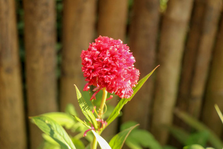 鸡冠花 花的 特写镜头 自然 羊毛 鸡冠 公园 植物区系