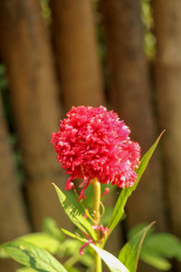 美丽的 领域 春天 植物 粉红色 植物学 特写镜头 植物区系