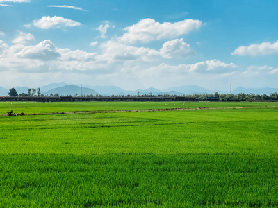 泰国 风景 亚洲 季节 农田 植物学 农业 大米 植物 领域