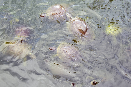 特写镜头 生物学 野生动物 自然 海龟 淡水 水下 动物