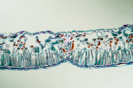 草本植物 显微镜检查 调查 杂草 组织学 植物 科学 诊断