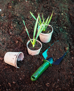 时间 保护 生长 工具 家庭 新的 植物 自然 手指 爱好