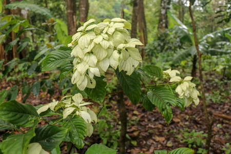 植物学 特写镜头 春天 开花 自然 夏天 生长 粉红色 公园