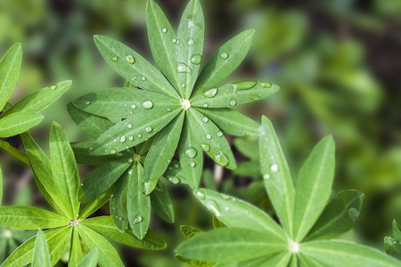 花坛 羽扇豆 墙纸 植物学 自然 树叶 花瓣 早晨