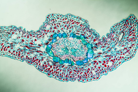 放大倍数 诊断 植物 研究 生物学 细胞 组织学 检查 扩大