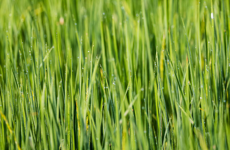 绿色植物 乡村 国家 加拿大 日出 领域 地平线 自然 小麦
