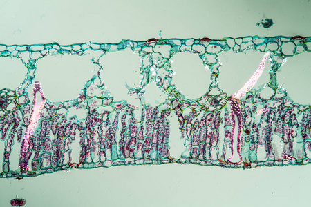 细胞 组织学 显微镜检查 科学 研究 植物学 植物 生物学