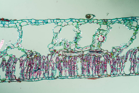 放大倍数 显微镜检查 细胞 树叶 组织 科学 组织学 植物学