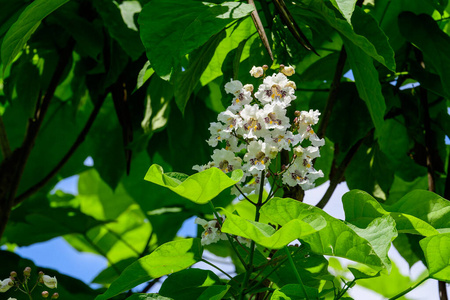 生长 花园 分支 荨麻 植物区系 树叶 特写镜头 板栗 花瓣