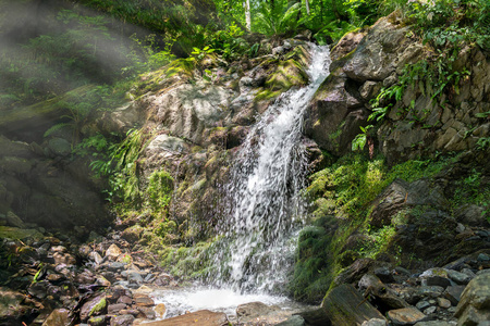 旅行 假期 植物 美丽的 郁郁葱葱 自然 公园 落下 流动