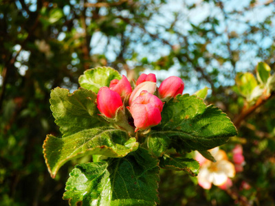 美女 季节 分支 盛开 特写镜头 植物区系 粉红色 颜色
