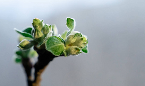 食物 草本植物 环境 植物 香料 草药 自然 美丽的 生长