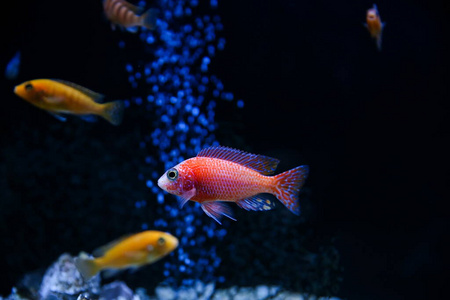 水族馆 自然 颜色 水下 游泳 动物 野生动物