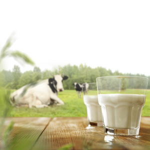 男人 农事 商业 牧场 生产 牲畜 农业 大牧场 自然 乳房