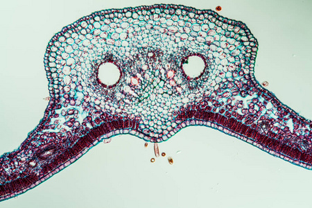 植物学 显微镜检查 常春藤 科学 放大倍数 组织 植物 细胞