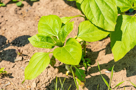 成长 幼苗 农场 植物学 栽培 地面 季节 蔬菜 生态学