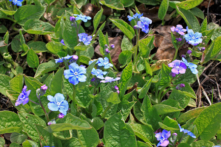 夏天 植物区系 自然 植物 花瓣 春天 草本植物 植被 花序