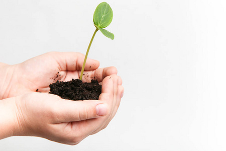 植物 自然 成长 生活 生态 春天 生长 生物学 新的 环境