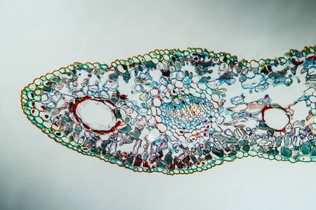 研究 植物 瓷器 组织学 组织 细胞 显微镜检查 扩大 放大倍数