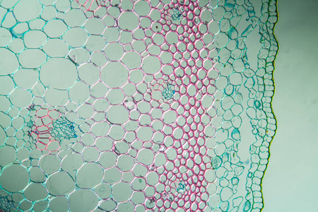 组织学 放大倍数 扩大 研究 显微镜检查 组织 生物學 科学