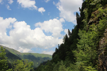 天空 森林 风景 自然