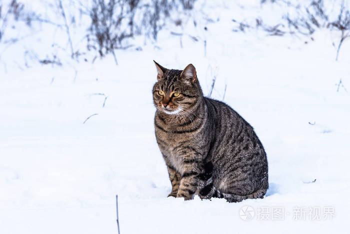 放松 肖像 自然 颜色 领域 毛皮 冬天 猞猁 迷路 树叶