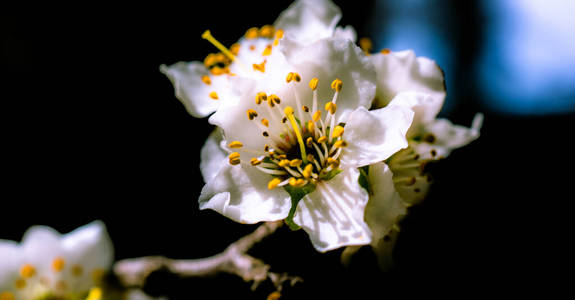 植物 植物区系 花瓣 分支 盛开 美女 季节 苹果 樱桃