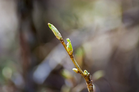 植物区系 花园 细枝 灌木 树叶 生长 特写镜头 新的 自然