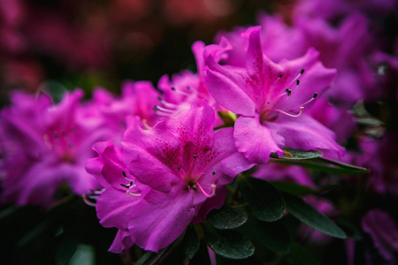 花园 植物学 植物 花的 旅行 春天 园艺 植物区系 开花