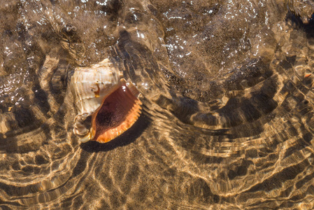 旅行 海洋 海螺 软体动物 巨人 自然 纹理 墨累 动物