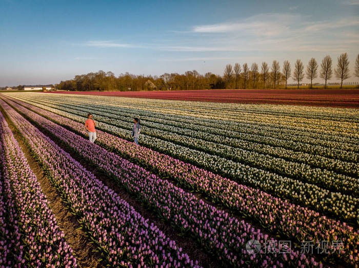 从空中俯瞰郁金香花圃男女夫妇的鸟瞰图荷兰noordoostpolder荷兰春天
