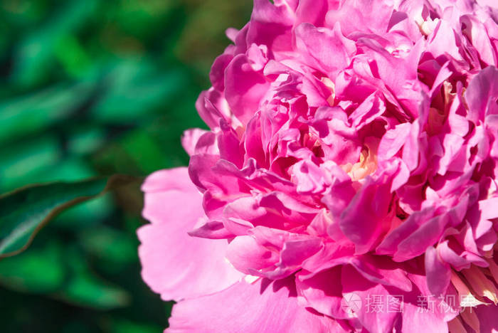 粉红色 春天 花园 开花 软的 礼物 夏天 植物区系 季节
