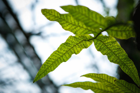 开花 植物区系 夏天 自然 美丽的 花园 植物 春天 公园