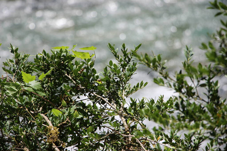 颜色 花园 草本植物 公园 春天 植物 季节 领域 天空