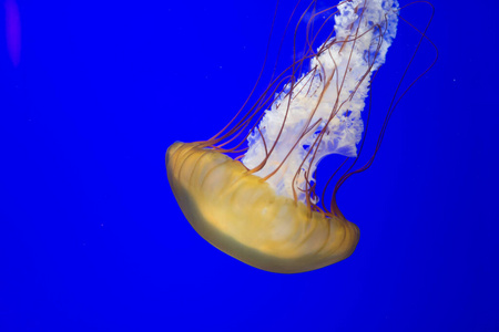 触须 水族馆 生物 自然 水母 坦克 海的 浮动 危险的