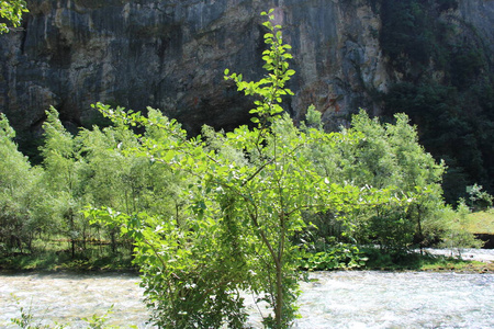 秋天 植物 木材 美丽的 森林 环境 天空 春天 风景 自然