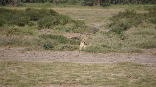 冒险 骄傲 旅游业 玛拉 荒野 野生动物 塞伦盖蒂 国家的