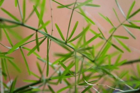 自然 花园 花盆 植物