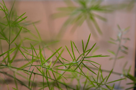 花盆 花园 自然 植物