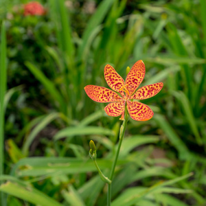 盛开 夏天 自然 特写镜头 花瓣 植物区系 花的 美女 花园