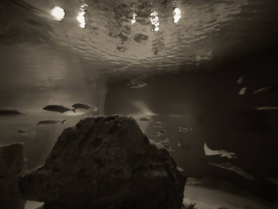 潜水 水族馆 旅行 海藻 游泳 自然 深的 风景 环境 暗礁