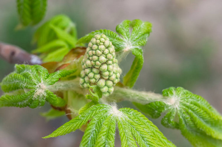 板栗 植物 公园 植物区系 季节 盛开 特写镜头 开花 树叶