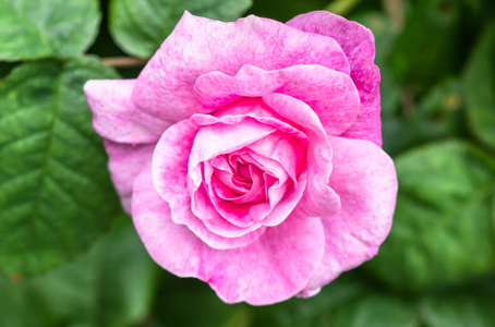 礼物 植物 特写镜头 情人 颜色 玫瑰 假日 花束 浪漫的