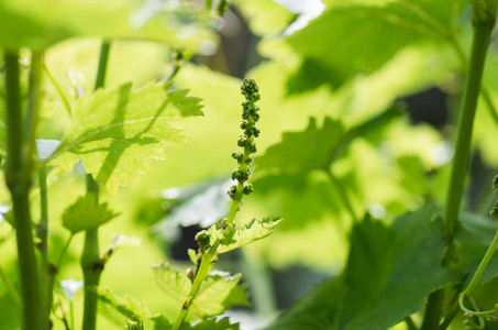 小道消息 夏天 农业 树叶 季节 收获 春天 葡萄 自然