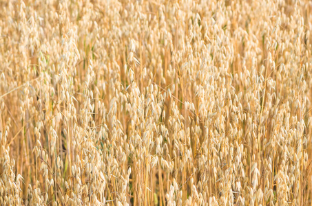 收获 自然 小麦 农业 燕麦 成长 作物 粮食 食物 种子