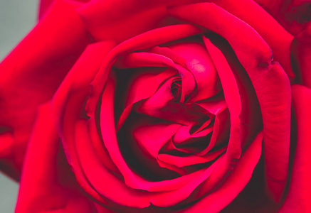 假日 花束 花园 激情 纹理 玫瑰 自然 庆祝 花的 周年纪念日