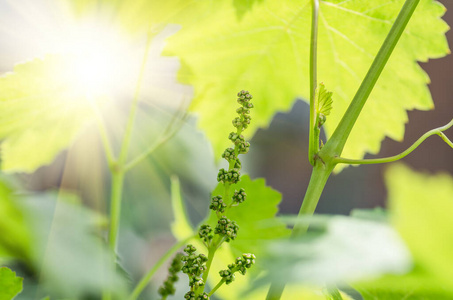 葡萄酒 收获 酒厂 葡萄园 自然 春天 花园 嫩枝 小道消息