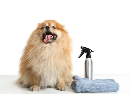 哺乳动物 照顾 犬科动物 可爱极了 洗涤 沙龙 纯种 可爱的