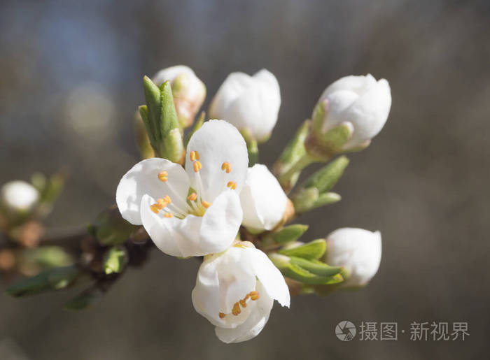特写美丽的大朵盛开的白苹果花苞花叶子缠绕选择性聚焦自然的波基米色